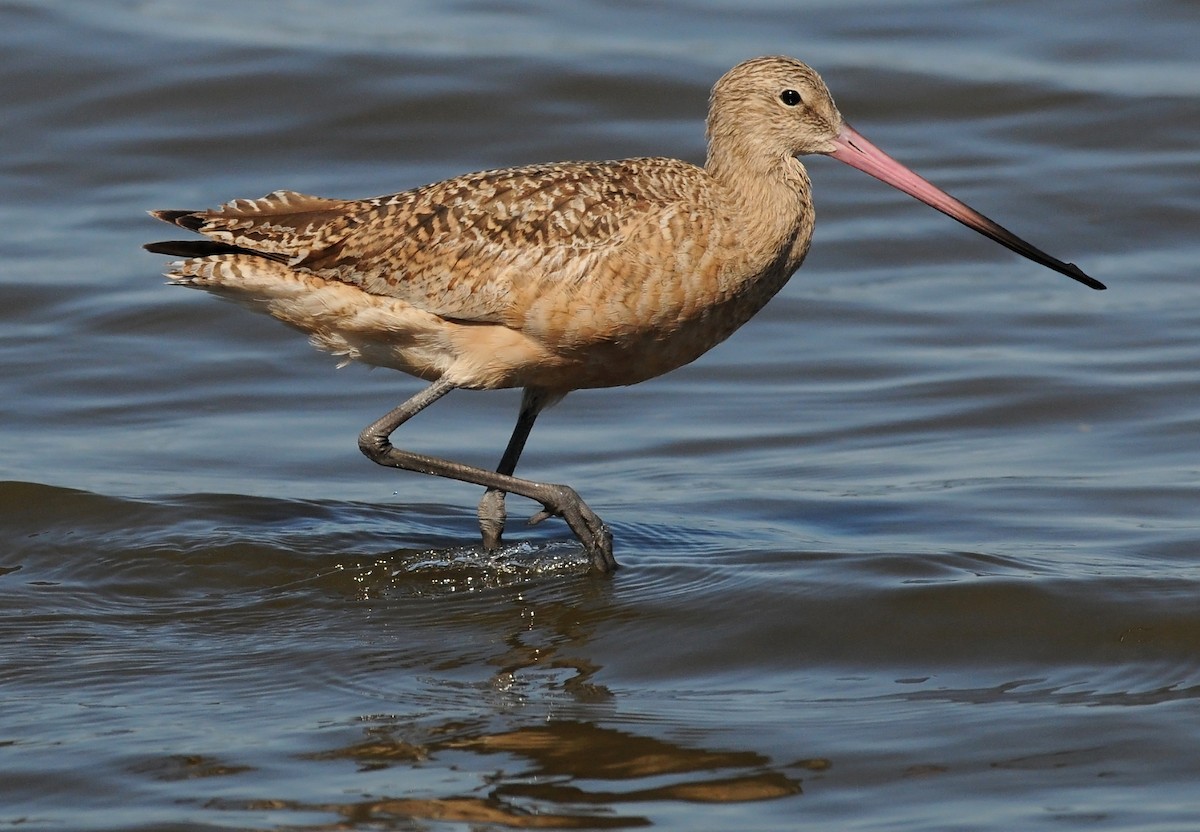 Marbled Godwit - ML53319191