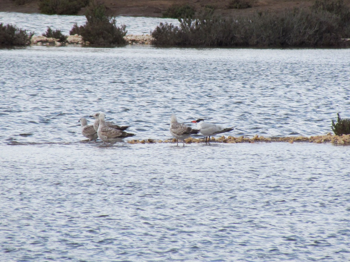 Caspian Tern - ML533192111