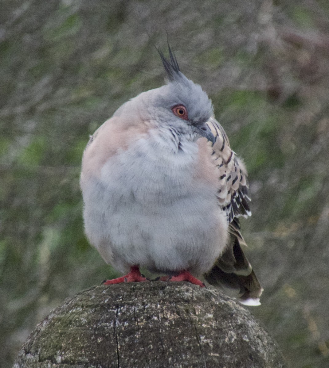 Crested Pigeon - Brian Deans