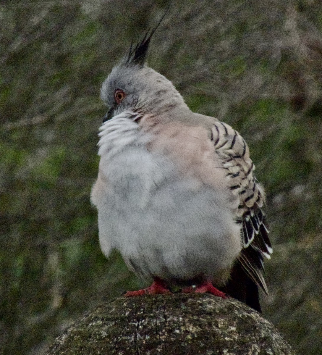 Crested Pigeon - Brian Deans