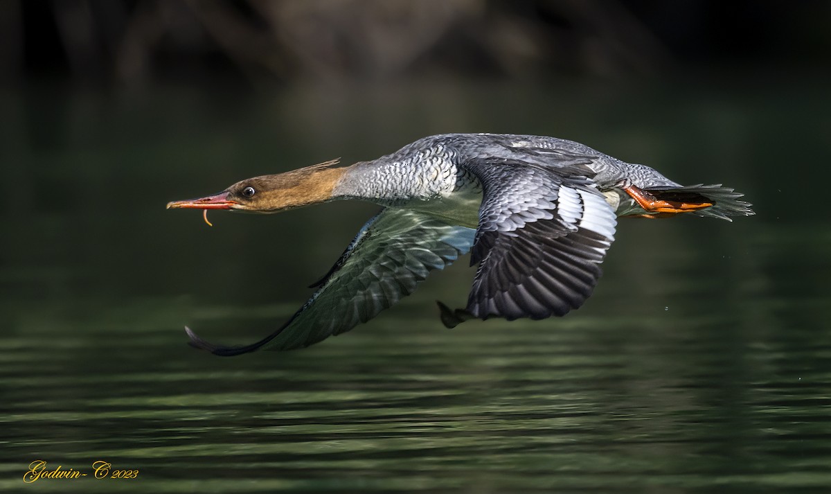 Scaly-sided Merganser - ML533192831