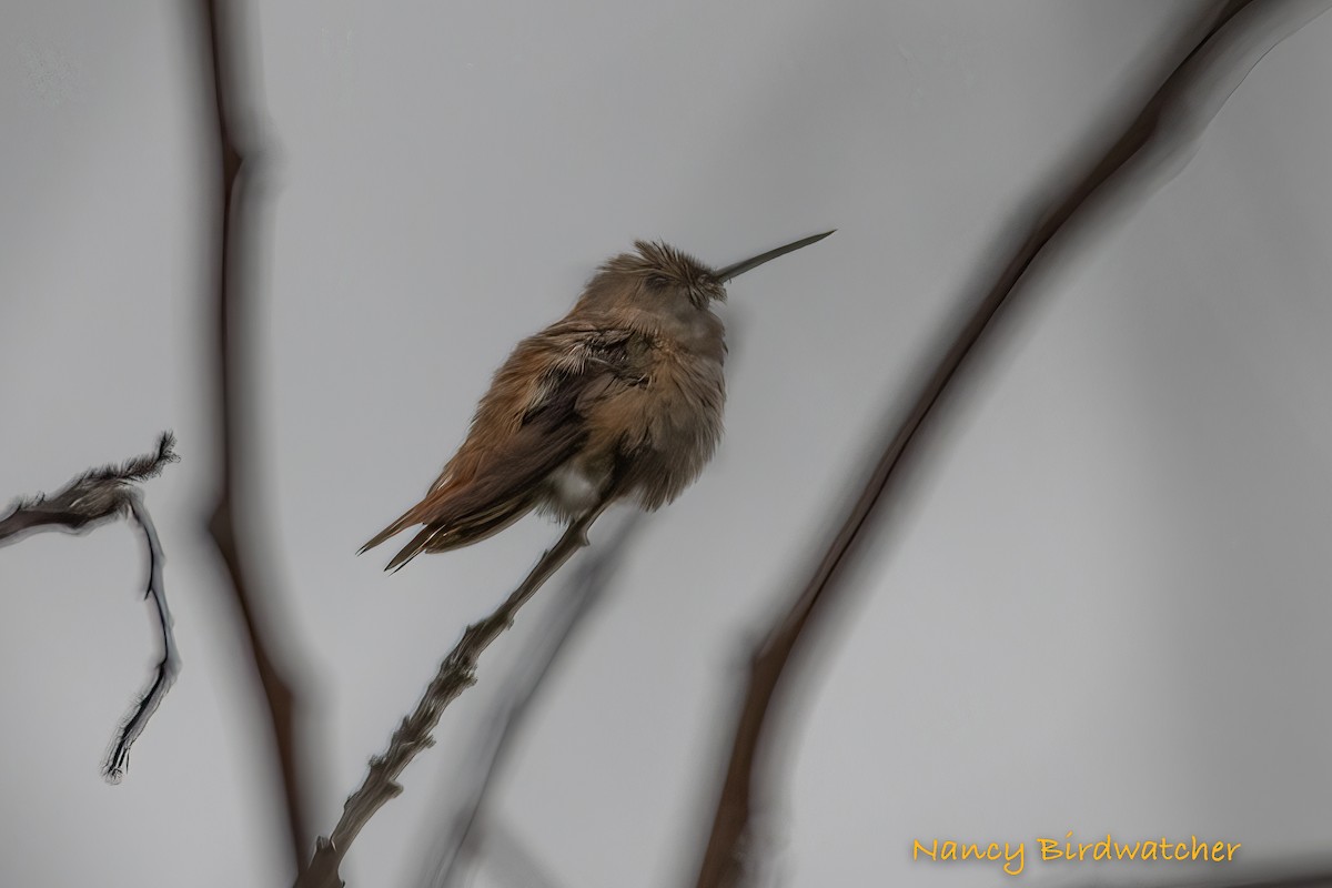 Rufous Hummingbird - ML533192921