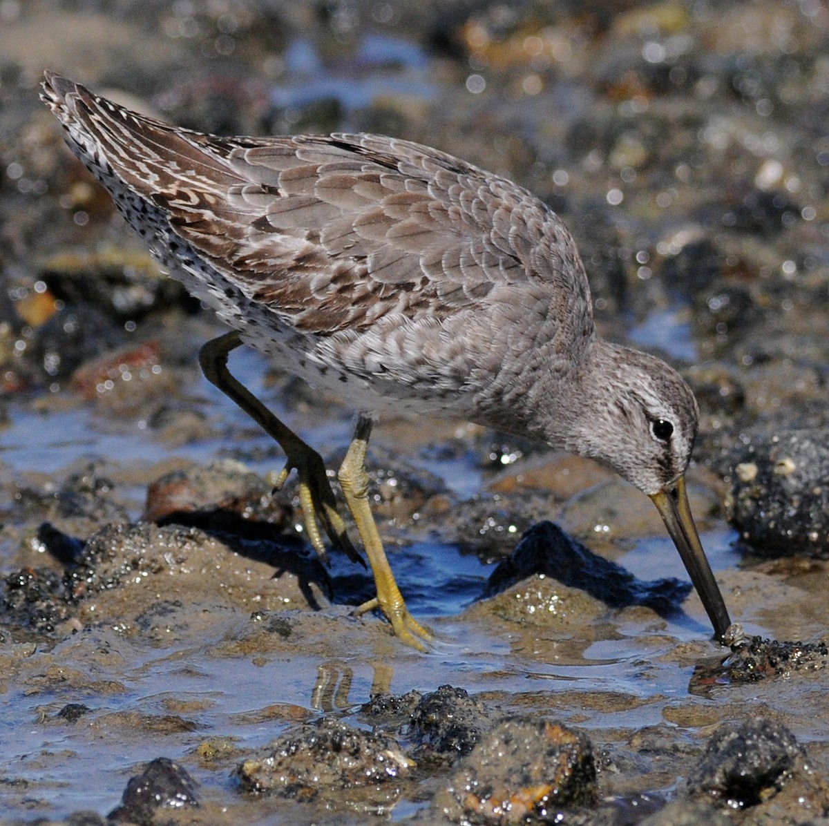 Short-billed Dowitcher - ML53319351