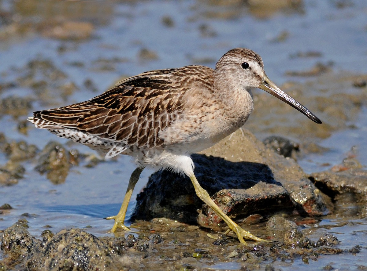 Short-billed Dowitcher - ML53319361