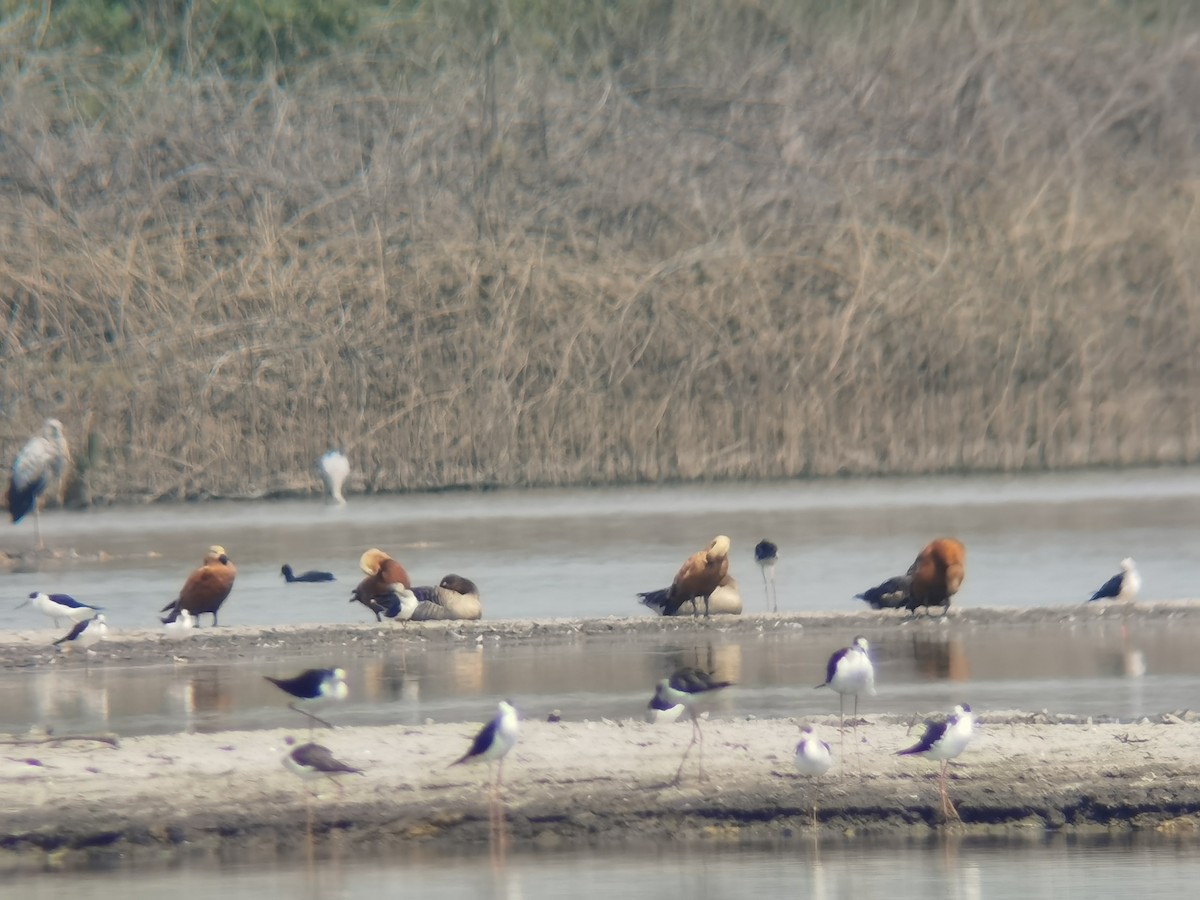 Ruddy Shelduck - ML533194191