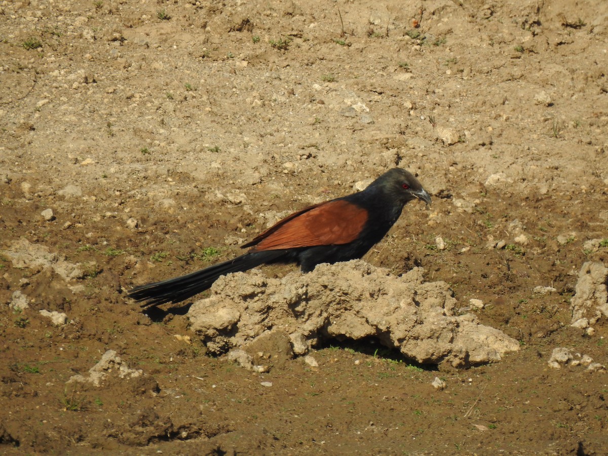Greater Coucal - Ahammed Saeed