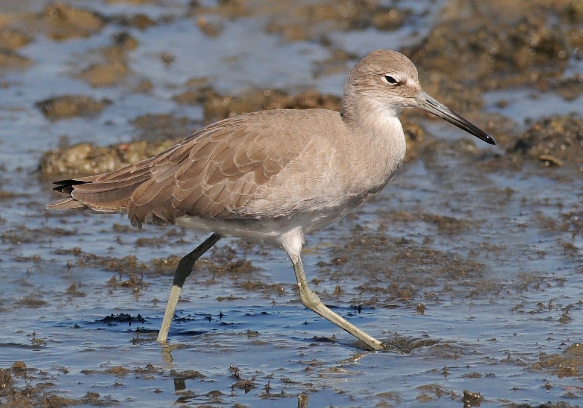 Willet - ML53319701