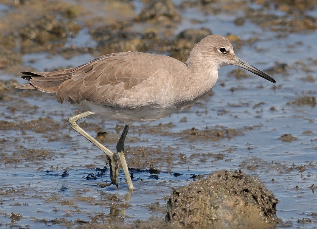 Willet - ML53319711