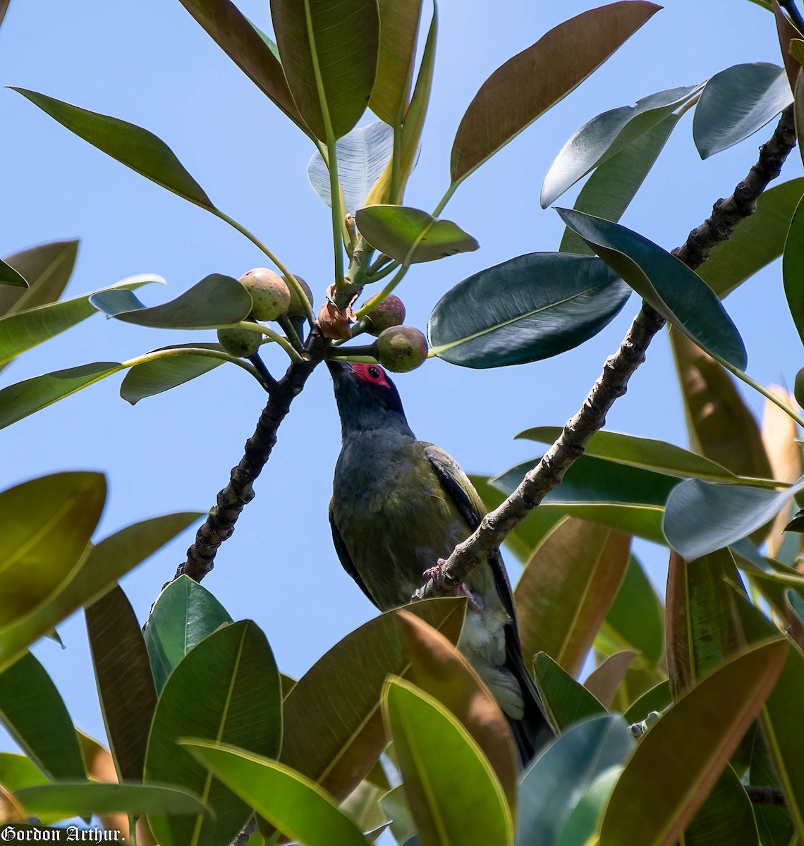 Australasian Figbird - ML533197271