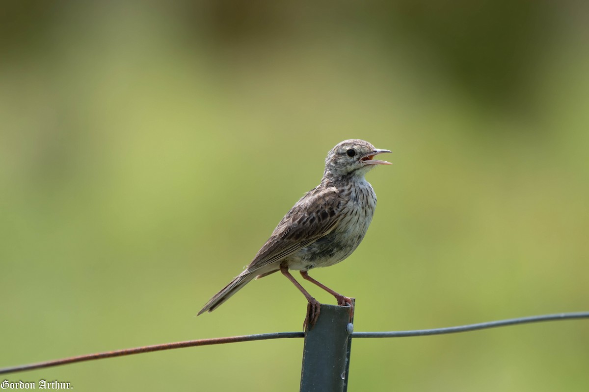 Australian Pipit - Gordon Arthur