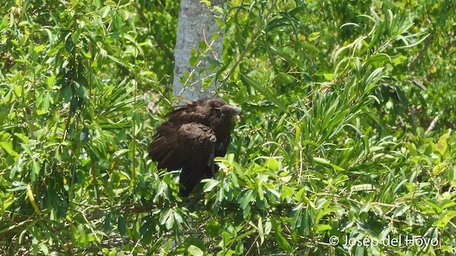 Limpkin - ML533197881