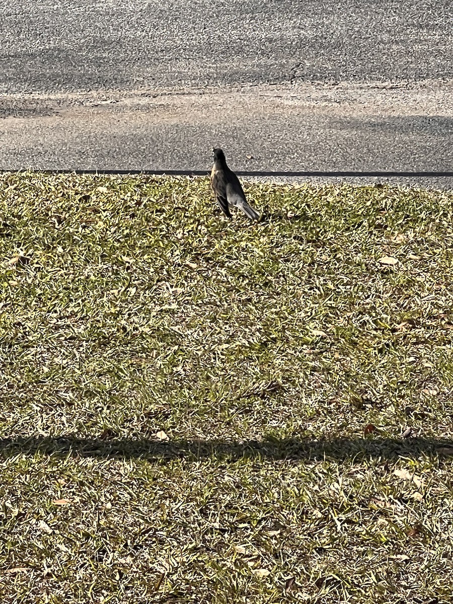 American Robin - ML533198571