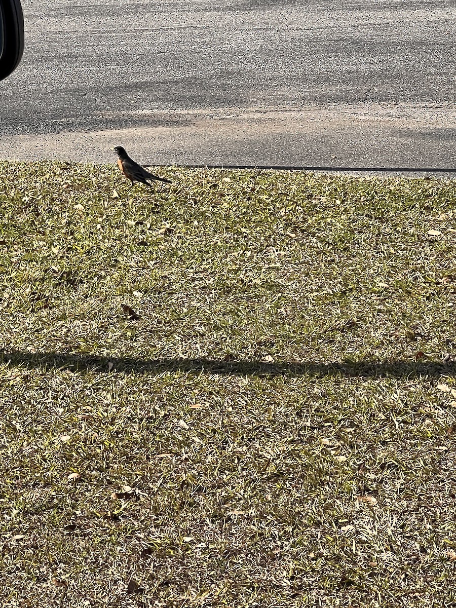 American Robin - ML533198581