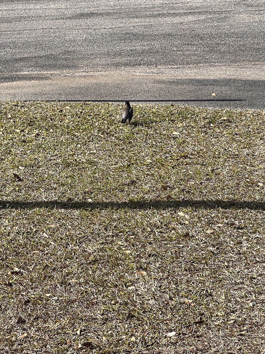 American Robin - ML533198591