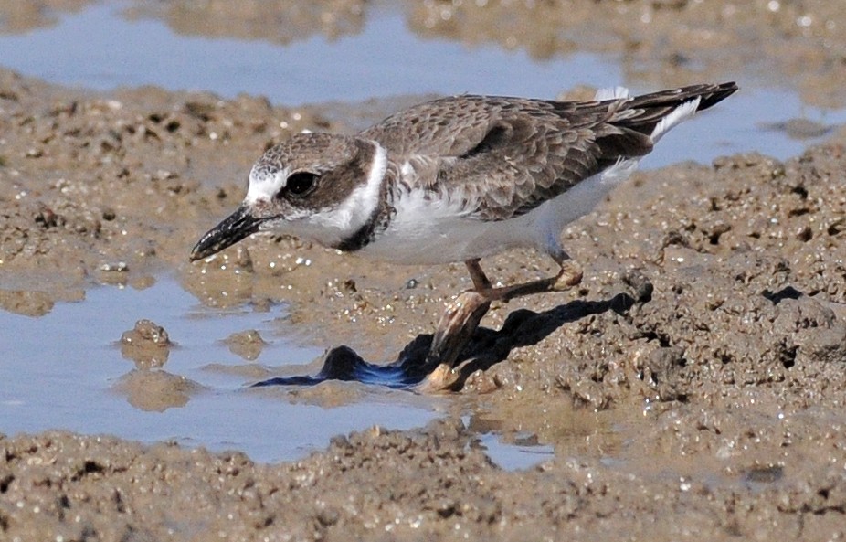 Wilson's Plover - ML53319881