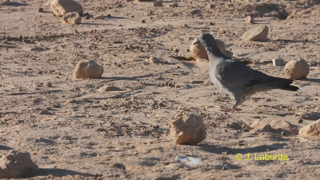 Stock Dove - ML533199381