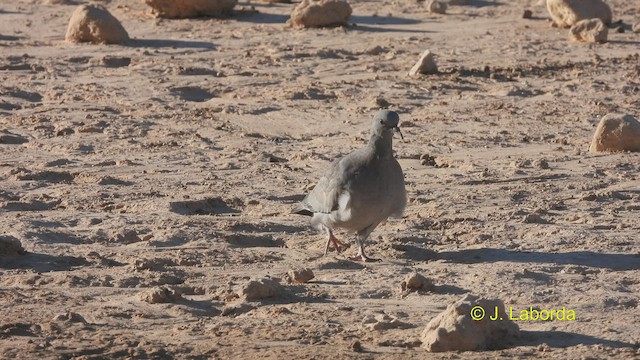 יונת עצים - ML533199391