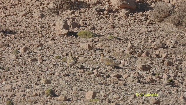 Pin-tailed Sandgrouse - ML533199421