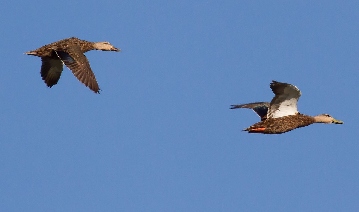 Mottled Duck - ML53319981