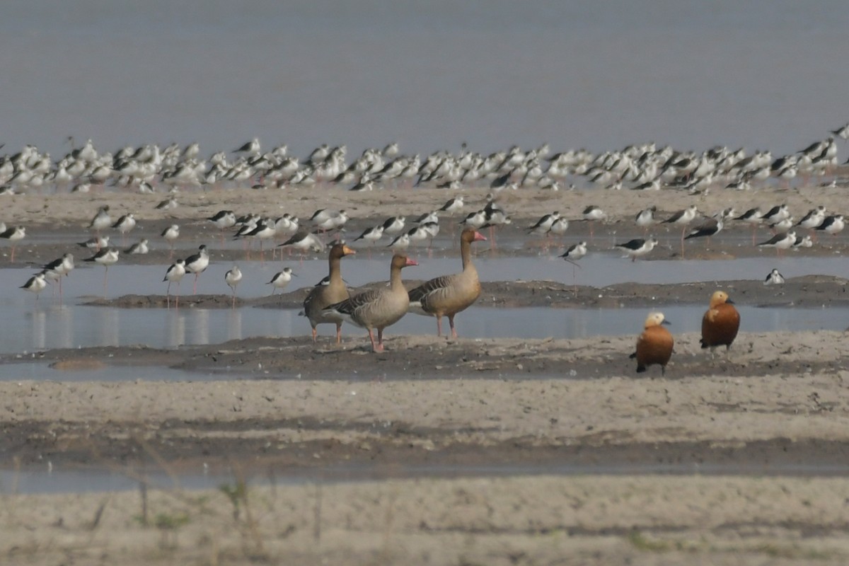 Greater White-fronted Goose - Supaporn Teamwong