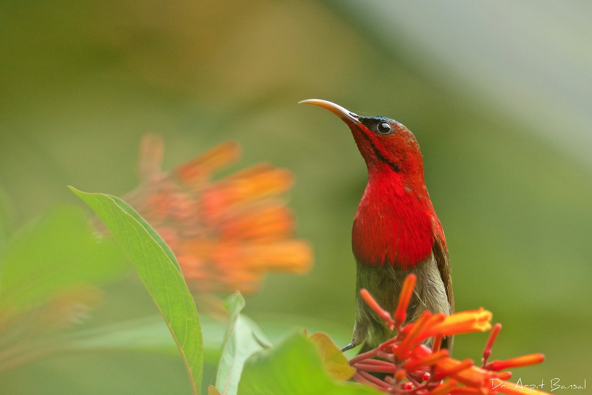 Crimson Sunbird - ML533200391