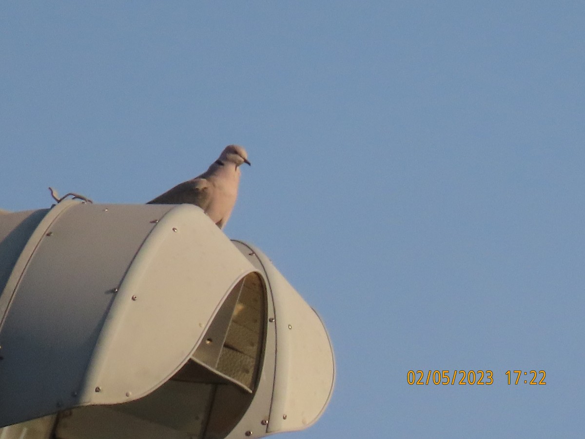 Eurasian Collared-Dove - ML533200921