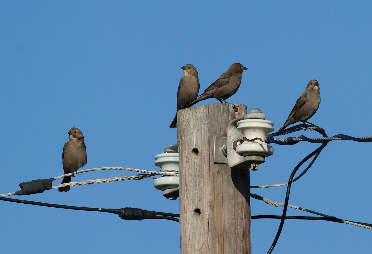 Brown-headed Cowbird - ML53320181