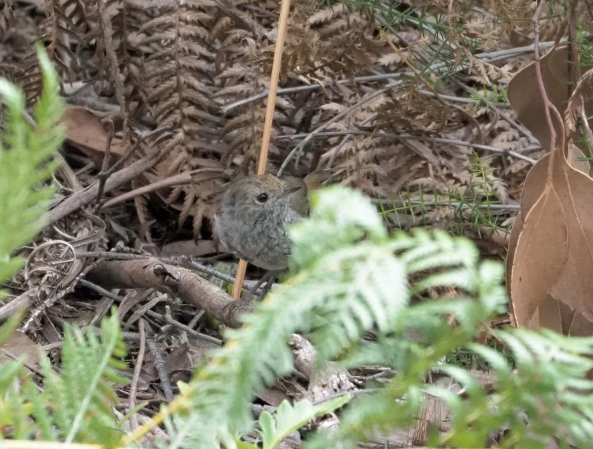 Brown Thornbill - Sue Lee