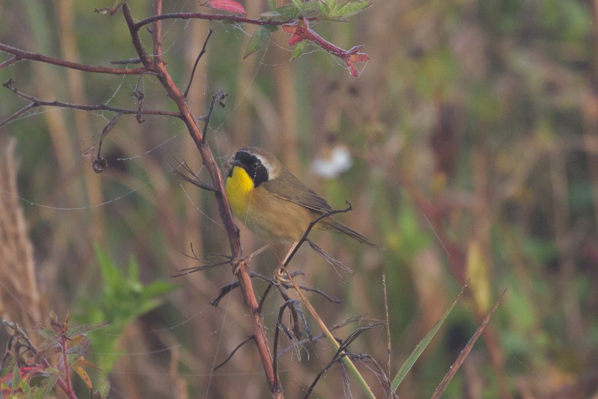 Common Yellowthroat - ML53320211