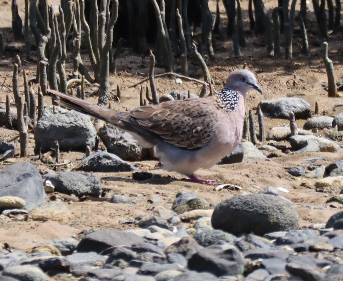 珠頸斑鳩 - ML533202211