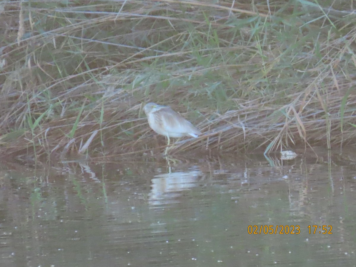 Squacco Heron - Ute Langner