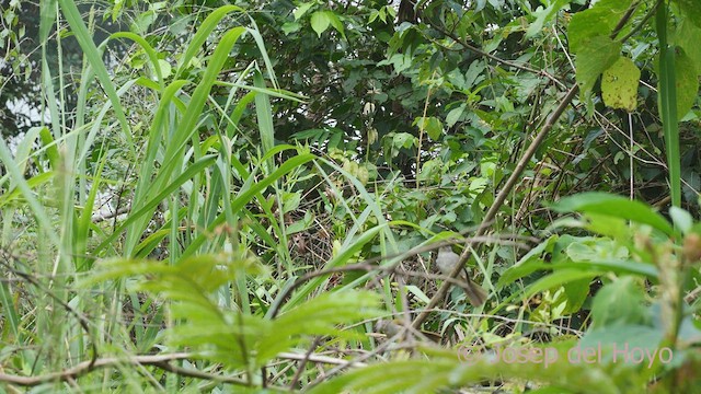 Black-striped Sparrow - ML533202941