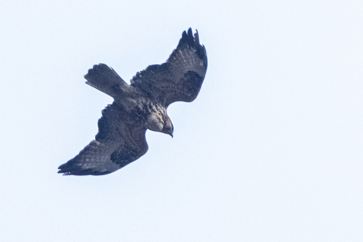 Himalayan Buzzard - ML533203611