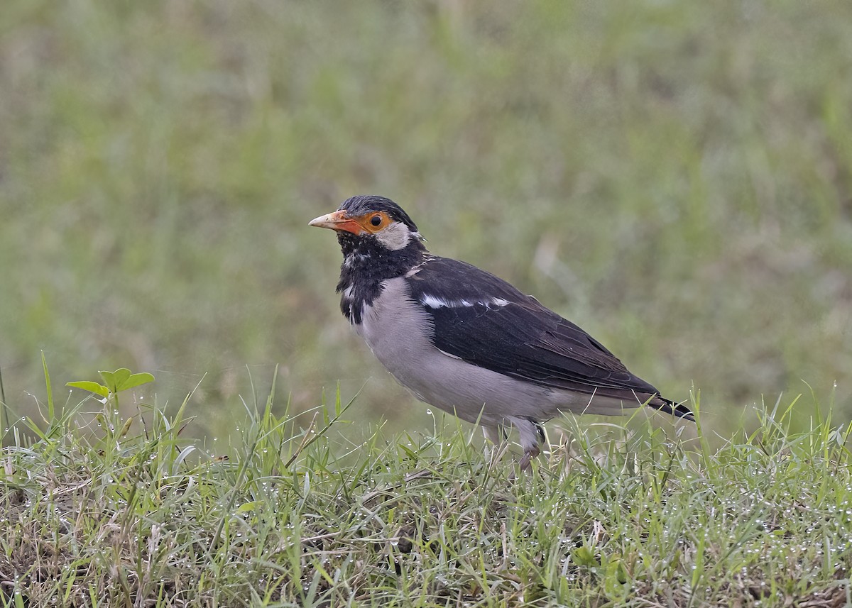 Indian Pied Starling - ML533205571
