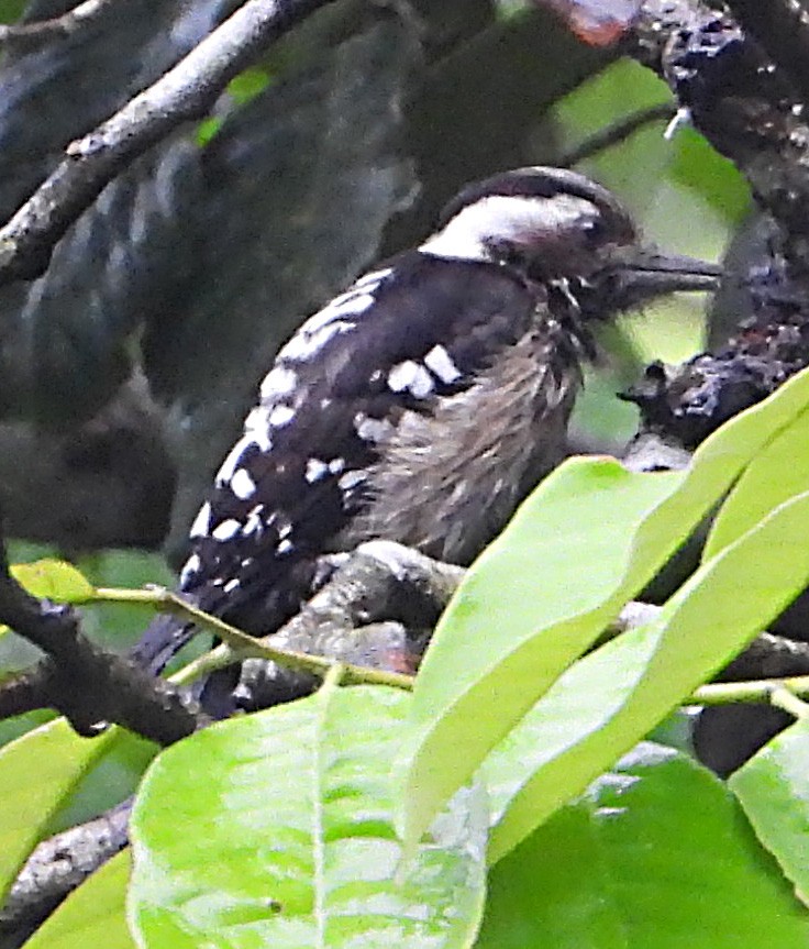 Gray-capped Pygmy Woodpecker - ML533205841