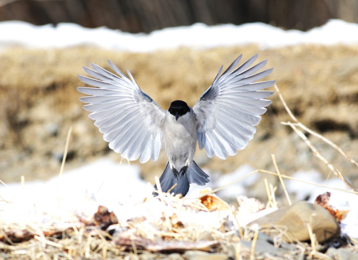 Azure-winged Magpie - ML533205851