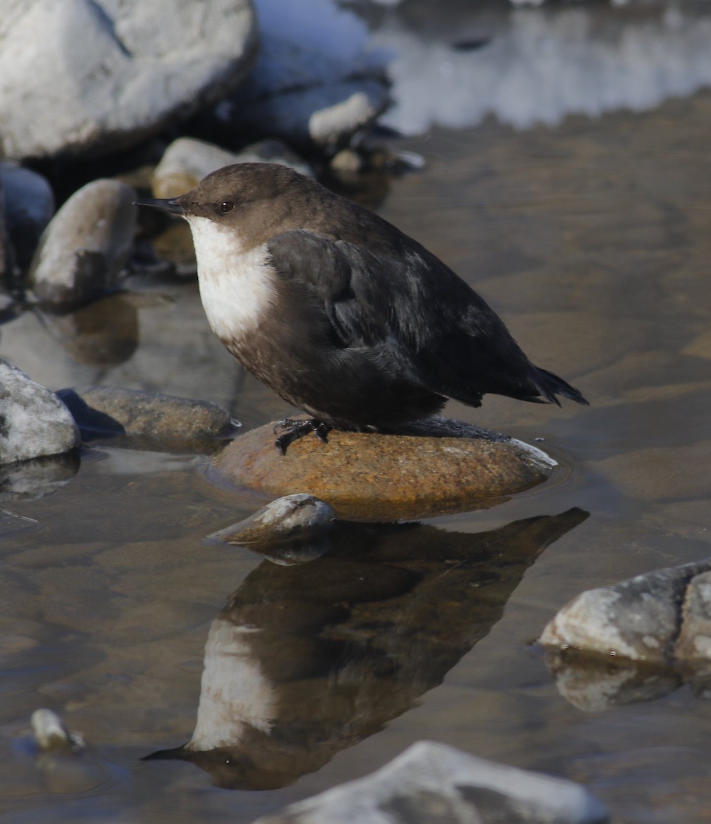 White-throated Dipper - ML533205891