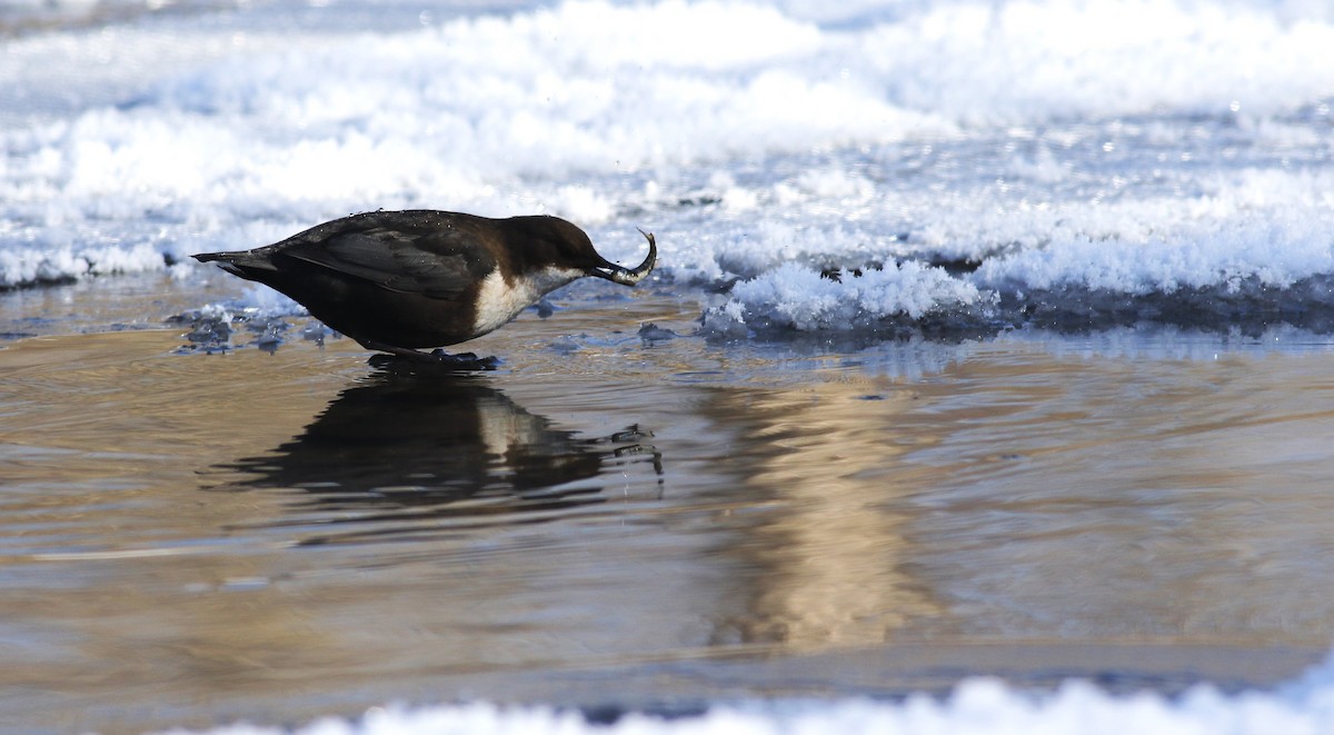 White-throated Dipper - ML533205901