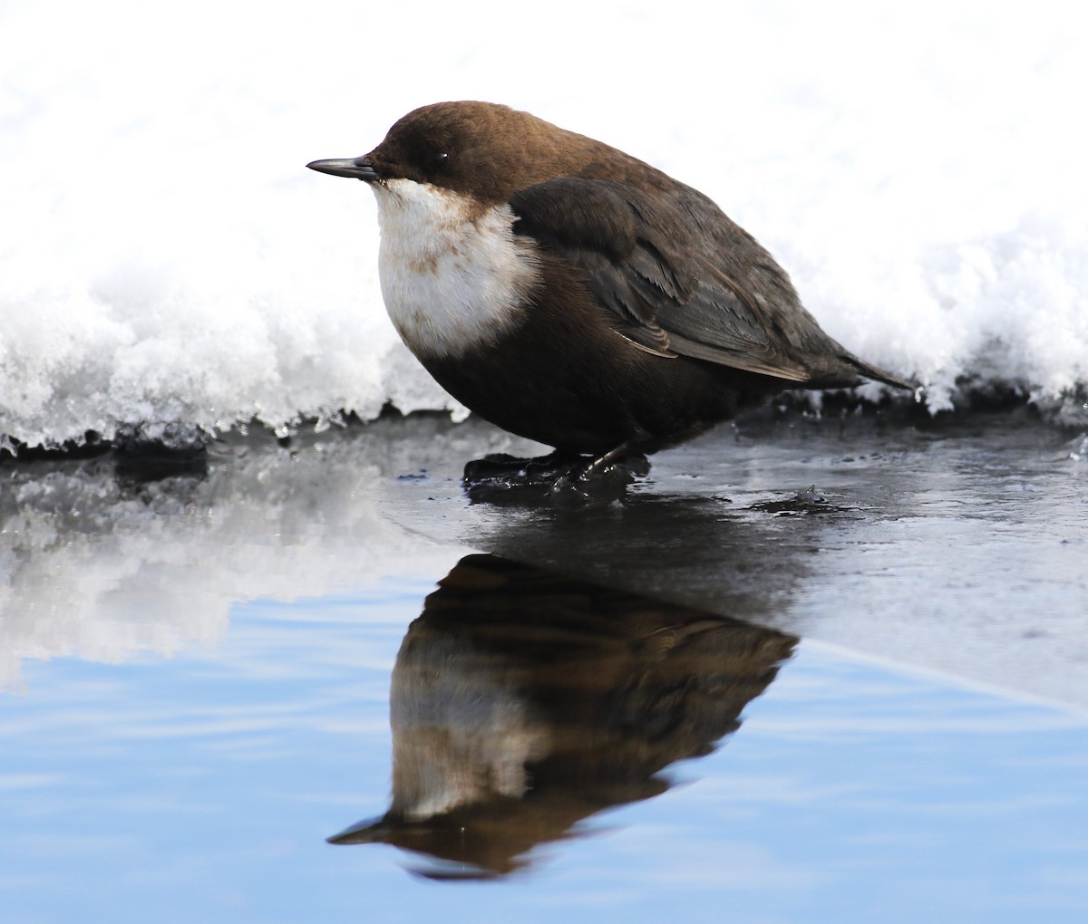 White-throated Dipper - ML533205911