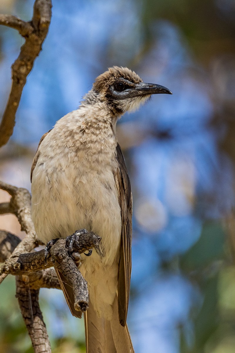 Медівник австралійський - ML533206561