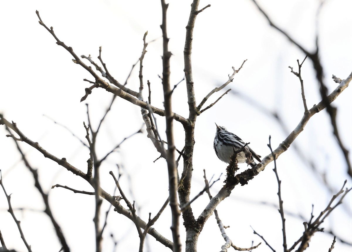 Black-and-white Warbler - ML533206621