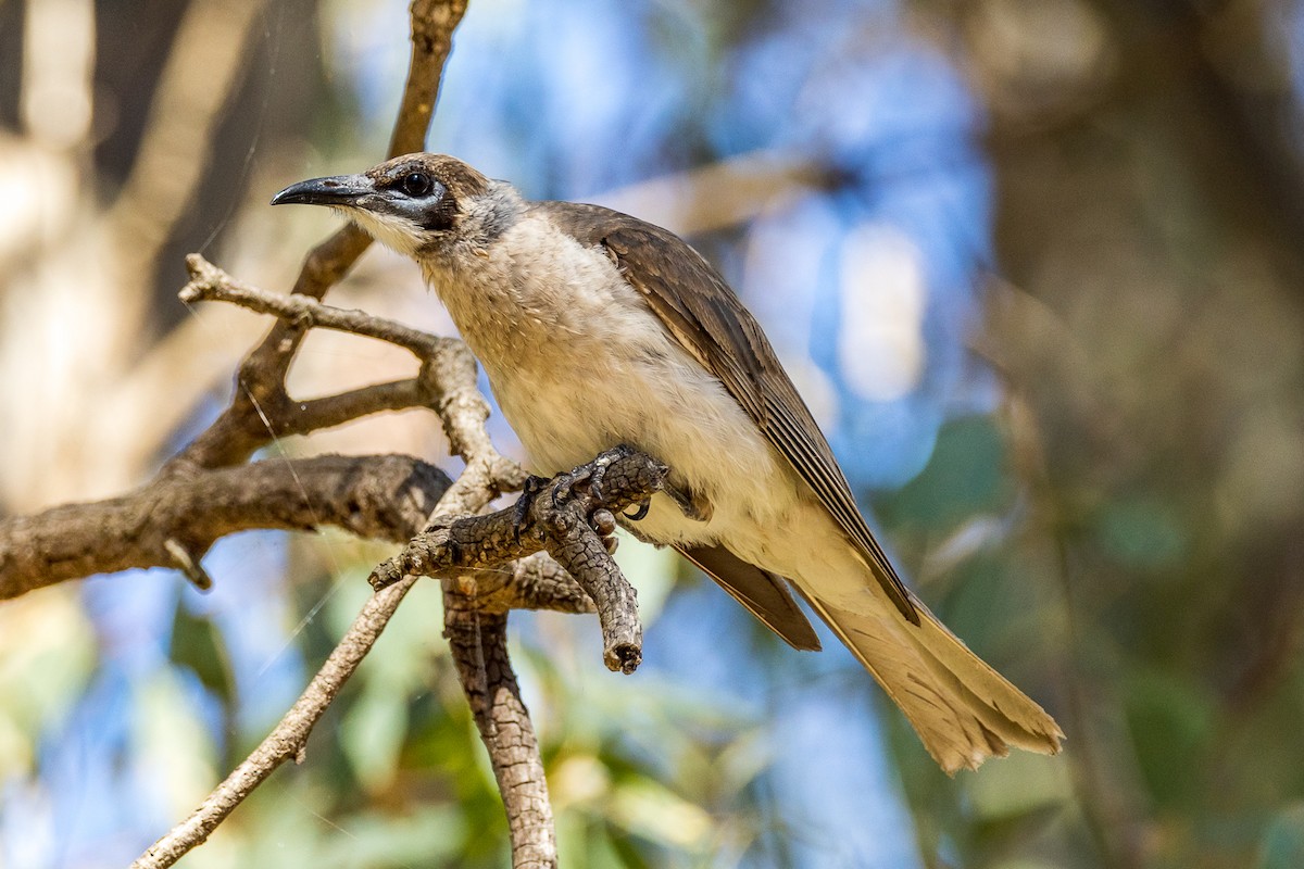 Медівник австралійський - ML533206631