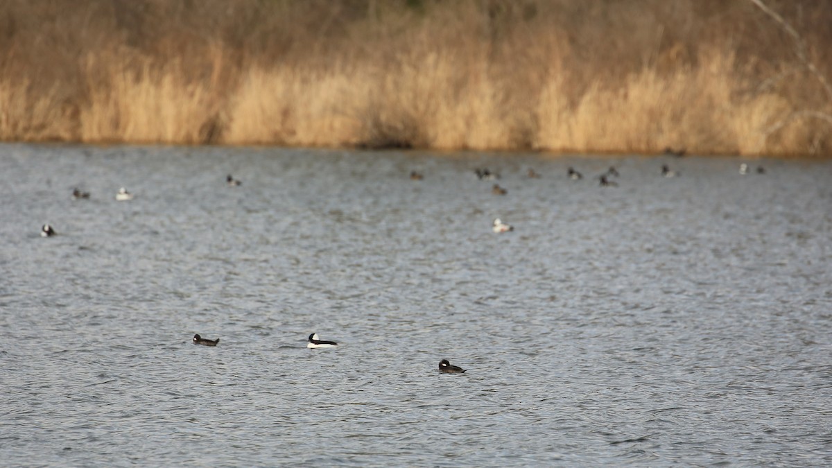 Bufflehead - Tim Lenz