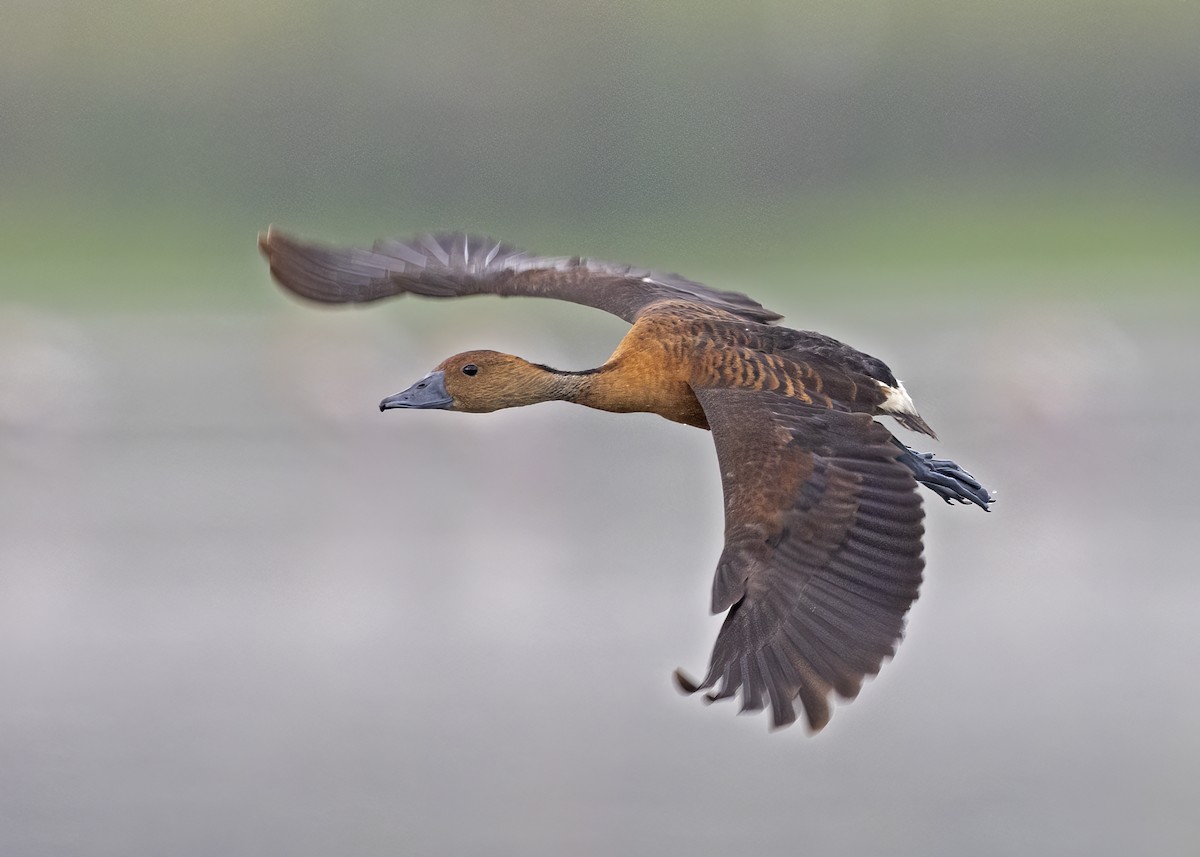 Fulvous Whistling-Duck - Arpit Bansal