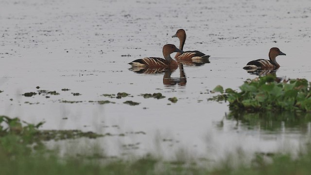 Dendrocygne fauve - ML533206731