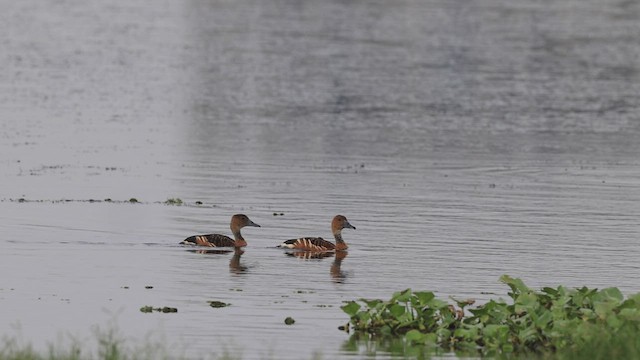 Fulvous Whistling-Duck - ML533206741