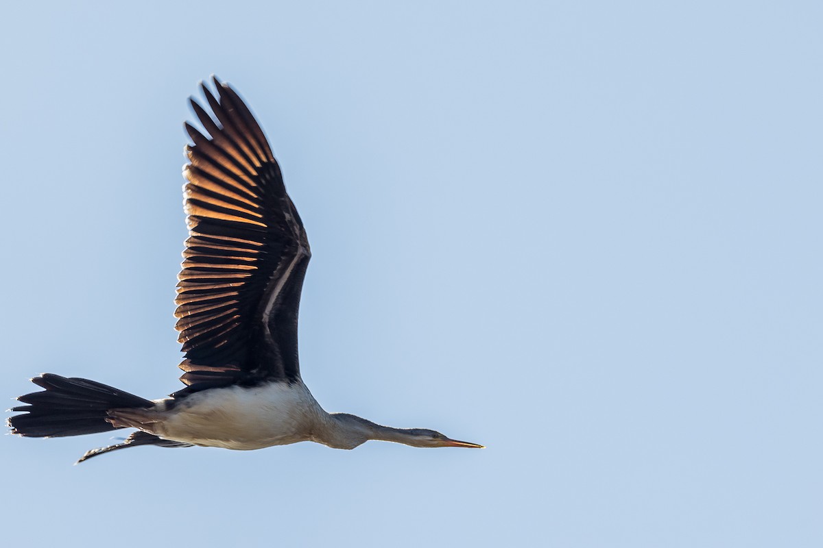 Anhinga Australiana - ML533206831