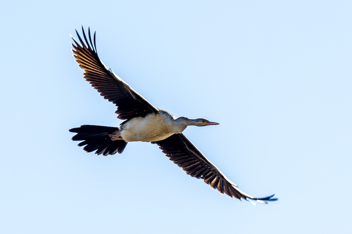 Austral-Schlangenhalsvogel - ML533206841