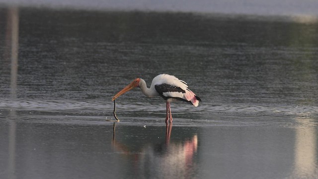 Painted Stork - ML533206851