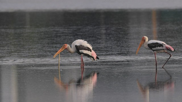 Painted Stork - ML533206861